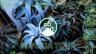 【植物】育てているディッキア全株紹介 Dyckiatour【PLANT TOUR】 [upl. by Anigar]