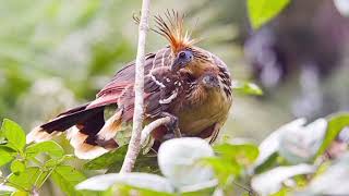 Facts About Hoatzin Bird [upl. by Manaker]