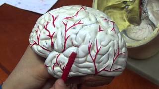 Anatomy arterial supply of the brain [upl. by Anaiek342]