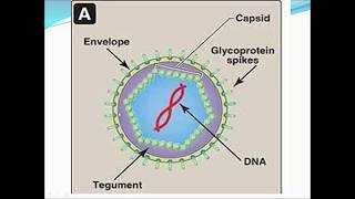 Herpes simplex virus types 1 2  3  4 [upl. by Faires]