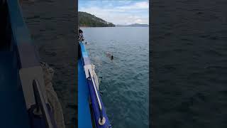 Dolphins 🐬  paihia  nz  shorts [upl. by Retswerb]