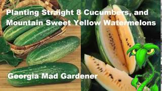 Planting Straight 8 Cukes and Mountain Sweet Yellow Watermelon [upl. by Adnahc]