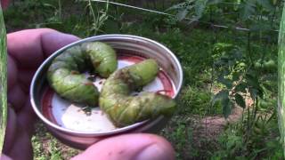 Tomato Cutworms [upl. by Padriac]