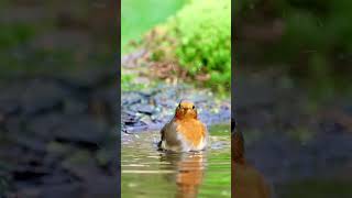 Amazing 4k video  Canon R7 amp RF 100500mm shorts viralreels birds [upl. by Ycnan]