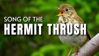 Hermit Thrush Song [upl. by Narhet]