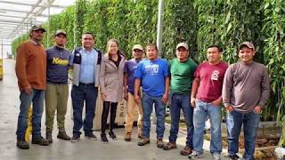 Trabajadores Temporales Guatemaltecos viajan a Canadá [upl. by Trinidad]