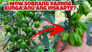 Carolina Reaper Sobrang Hitik na Hitik sa Bunga Expert Secrets Revealed [upl. by Eirehs]