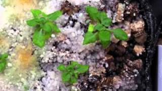 Growing Arabidopsis thaliana Col [upl. by Zerline164]