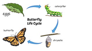 Life Cycle of a Butterfly Lesson and Quiz [upl. by Aurelia211]