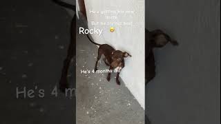 He’s dangerous watch out 🤫 funnydogs animals cute [upl. by Chilcote]