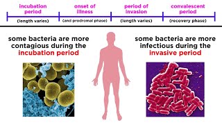 Bacterial Infections in Humans [upl. by Atiekal]