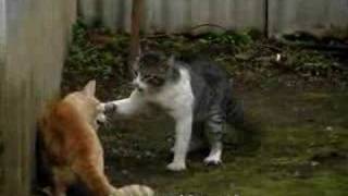 GATOS PELEANDO [upl. by Lynus]