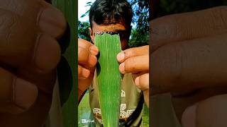 Experiment on tree leaves with pen ink camping bushcraft outdoors survivalbogura experiment [upl. by Thirzi]