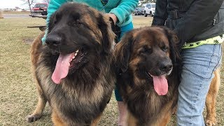 Meet the Leonbergers [upl. by Dinnie]