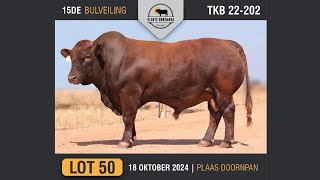 Lot 50  Vlakte Bonsmara Bulveiling  18 Okt 2024 [upl. by Soluk639]