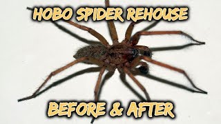 Pet Hobo Spider Rehouse [upl. by Whitehurst]