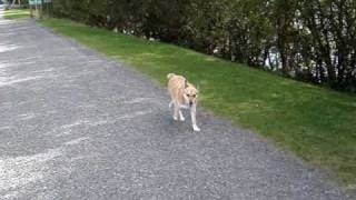 Billy Berrington  dog on walk 13 9 2009 a [upl. by Mozelle]