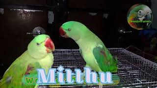 Meet Mithu The Most Talkative Parrot Ever parrot TalkingBird [upl. by Elga]