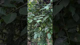 Leaves of Ficus tinctoria [upl. by Neslund]