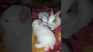 Rabbit song sorts cute sorts video viral video 2024animalanil [upl. by Etteuqaj]