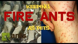 How to Keep Fire Ants As Pets [upl. by Elfstan]