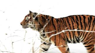 Panthera tigris altaica 5D mkII video [upl. by Haim]