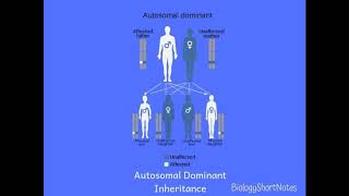 Autosomes vs Sex Chromosomes  Genetics [upl. by Yanehc]