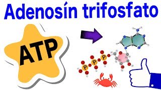 Adenosín trifosfato  ATP  Estructura funciones hidrólisis y ciclo 😸 [upl. by Yelda22]