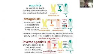 Receptor agonists vs antagonists vs inverse agonists and constitutive receptor activity [upl. by Elbart263]