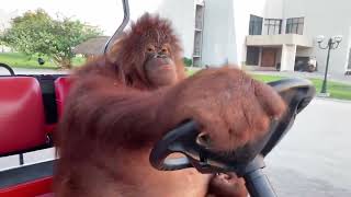 Orangutan driving to Dreams [upl. by Nonnahsal]