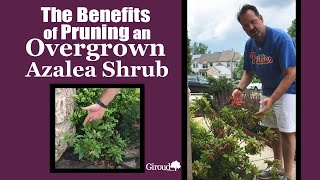 The Benefits of Pruning an Overgrown Azalea Shrub [upl. by Wilkens]