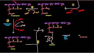 Sphingolipid Synthesis [upl. by Ugo]