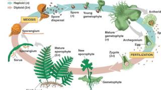 Fern Life Cycle [upl. by Seaman]