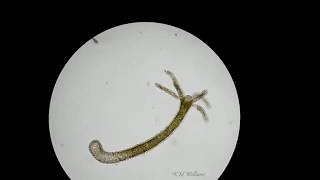 Hydra under compound microscope [upl. by Ecydnarb]