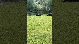 Otters at Botanic Gardens Singapore [upl. by Claudetta]