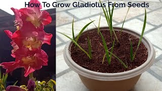 How To Grow Gladiolus From Seeds [upl. by Minsat925]