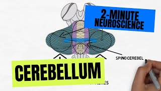 2Minute Neuroscience Cerebellum [upl. by Filemon494]