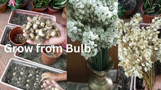 Grow Ornithogalum Plant from bulb  Grow Chincherinchee Plant from bulb [upl. by Nyltiak]