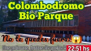 Increíble como cuidan las palomas aquí 😱👉🇦🇷 COLOMBODROMO BIO PARQUE 🇦🇷 [upl. by Hsiekal]