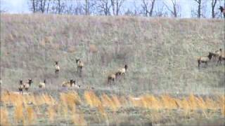 Elk roam the MineMade Park near Hazard KY [upl. by Dugan]