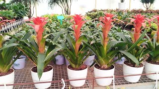 Bromeliad [upl. by Aneehsit]