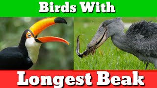 The Birds with Longest beak  LONGEST BEAKS birds with big Beak  Name the birds with longest beak [upl. by Wasserman]