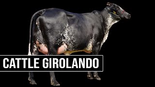 🔴 Advantages And Disadvantages Of The GIROLANDO Breed In Dairy Production 🥛 [upl. by Einnob]