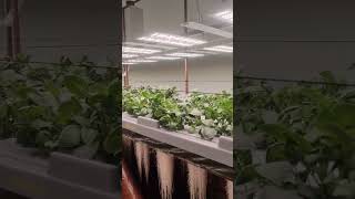 aeroponics potato ledgrowlights minitubers [upl. by Purdum]