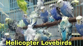 Japanese Helicopter crested Budgerigar  Japanese HAGOROMO Budgies  Love bird breeding [upl. by Alphonso63]