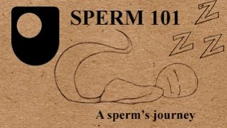 SPERM 101 Whats A Sperms Journey Like 23 [upl. by Gowrie]