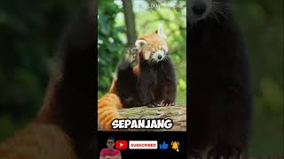 Panda Merah Herbivora atau Predatorshortsshort [upl. by Koah]