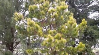 Monterey Pine  Pinus radiata Aurea [upl. by Elyssa692]