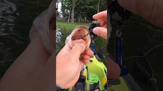 Teckel Sprinker Frog 1st 🐸 FISH of the year frogfishing topwaterfishing topwaterbassfishing [upl. by Theressa]