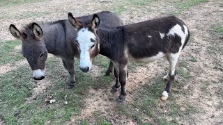 We Got New Donkeys on Our Goat Farm [upl. by Colline845]